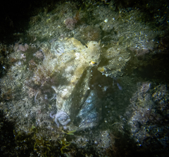 Octopus vulgaris