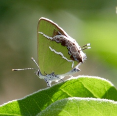 Chlorostrymon simaethis