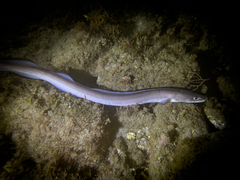 Conger conger