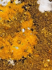 Variospora aurantia