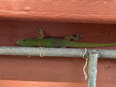 Phelsuma laticauda