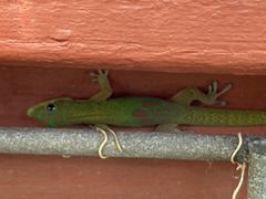 Phelsuma laticauda
