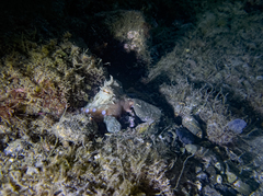 Octopus vulgaris