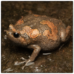 Uperodon taprobanicus