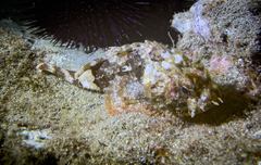 Scorpaena porcus