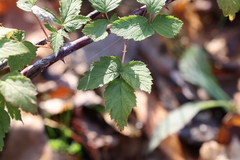 Rubus occidentalis