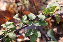 Rubus occidentalis