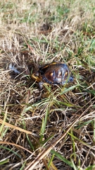 Terrapene carolina major