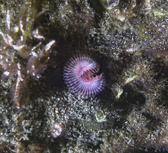 Serpula vermicularis