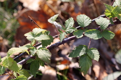 Rubus occidentalis