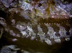 Parablennius gattorugine