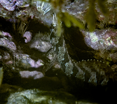 Parablennius gattorugine