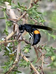 Stizoides renicinctus