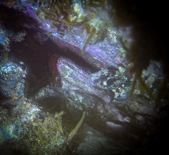 Parablennius gattorugine