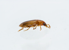 Stenolophini