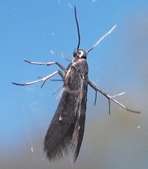 Schreckensteinia erythriella