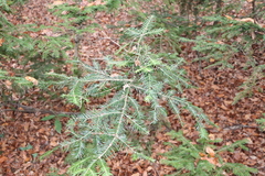 Abies alba