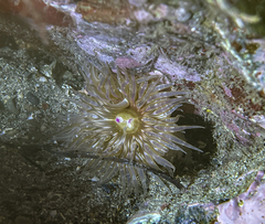 Aulactinia verrucosa