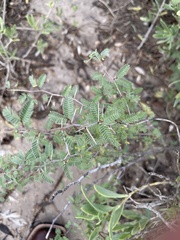 Prosopis reptans