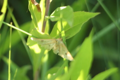 Diacrisia sannio