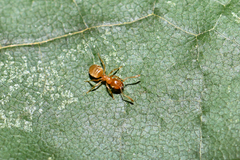 Lasius flavus