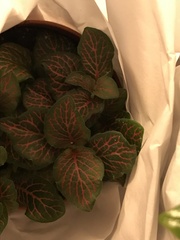 Fittonia albivenis