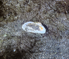 Barbatia barbata