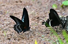 Papilio polymnestor