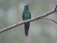 Thalurania glaucopis