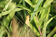 Diacrisia sannio