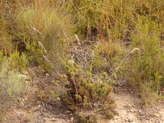 Thamnochortus cinereus