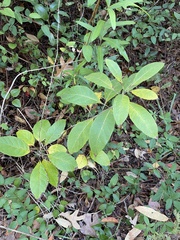 Chionanthus virginicus