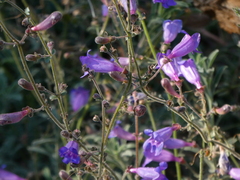 Penstemon laetus