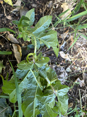 Solanum capsicoides