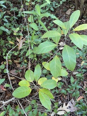 Chionanthus virginicus