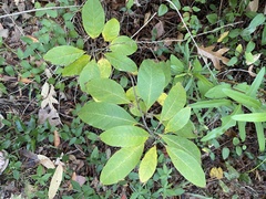 Chionanthus virginicus