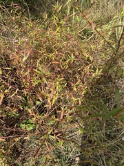 Ludwigia alternifolia