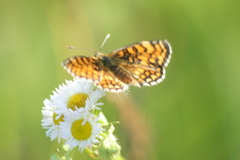 Melitaea phoebe