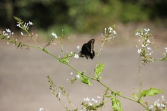 Battus polydamas