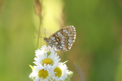 Melitaea phoebe