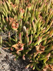 Carpobrotus muirii