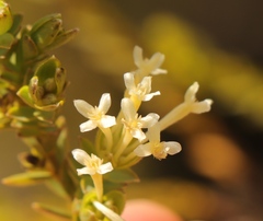 Gnidia caniflora