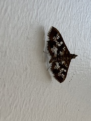 Nomophilini