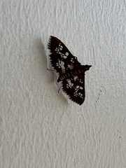 Nomophilini