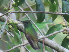 Chrysuronia versicolor