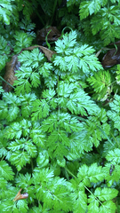 Anthriscus sylvestris