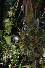 Rhipsalis baccifera
