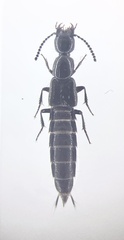 Bisnius sordidus