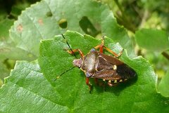 Pinthaeus sanguinipes