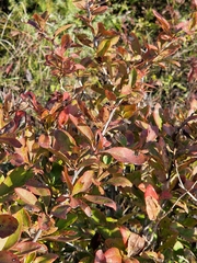 Berberis vulgaris